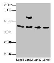 ACTA1 / Skeletal Muscle Actin Antibody - Western blot All lanes: Acta1 antibody at 2µg/ml Lane 1: Mouse brain tissue Lane 2: Mouse lung tissue Lane 3: Rat muscle tissue Lane 4: Zebrafish lysate Secondary Goat polyclonal to rabbit IgG at 1/10000 dilution Predicted band size: 42 kDa Observed band size: 42, 56 kDa