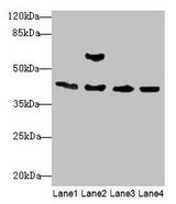 ACTA1 / Skeletal Muscle Actin Antibody - Western blot All lanes: Acta1 antibody at 2µg/ml Lane 1: Mouse brain tissue Lane 2: Mouse lung tissue Lane 3: Rat muscle tissue Lane 4: Zebrafish lysate Secondary Goat polyclonal to rabbit IgG at 1/10000 dilution Predicted band size: 42 kDa Observed band size: 42, 56 kDa