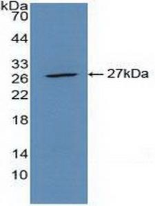 ACTA2 / Smooth Muscle Actin Antibody - Western Blot; Sample: Recombinant ACTa2, Human.