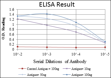 ACTA2 / Smooth Muscle Actin Antibody - Red: Control Antigen (100ng); Purple: Antigen (10ng); Green: Antigen (50ng); Blue: Antigen (100ng);