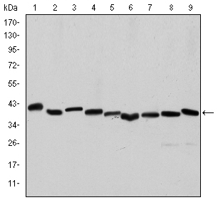 ACTA2 / Smooth Muscle Actin Antibody - Western blot using ACTA2 mouse monoclonal antibody against HeLa (1), A431 (2), Jurkat (3), K562 (4), HEK293 (5), HepG2 (6), NIH/3T3 (7), PC-12 (8) and Cos7 (9) cell lysate.