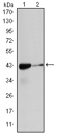 ACTA2 / Smooth Muscle Actin Antibody - Western blot using ACTA2 mouse monoclonal antibody against HeLa (1), and Cos7 (2) cell lysate.