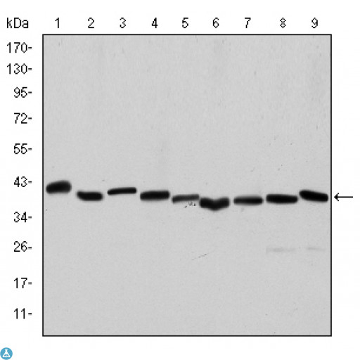 ACTA2 / Smooth Muscle Actin Antibody - Western Blot (WB) analysis using ACTA2 Monoclonal Antibody against HeLa (1), A431 (2), Jurkat (3), K562 (4), HEK293 (5), HepG2 (6), NIH/3T3 (7), PC-12 (8) and Cos7 (9) cell lysate.