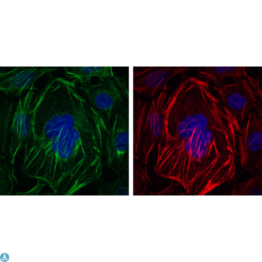 ACTA2 / Smooth Muscle Actin Antibody - Immunofluorescence (IF) analysis of HepG2 cells using ACTA2 Monoclonal Antibody (green). Red: Actin filaments have been labeled with Alexa Fluor-555 phalloidin. Blue: DRAQ5 fluorescent DNA dye.