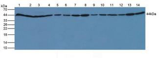 ACTB / Beta Actin Antibody - Western Blot; Sample: Lane1: Human HeLa Cells; Lane2: Human HepG2 Cells; Lane3: Human MCF-7 Cells; Lane4: Human BXPC-3 Cells; Lane5: Human A875 Cells; Lane6: Human A431 Cells; Lane7: Human Raji Cells; Lane8: Human RAW264.7 Cells; Lane9: Human PC-3 Cells; Lane10: Human SGC7901 Cells; Lane11: Human HL60 Cells; Lane12: Human A-375 Cells; Lane13: Human Jurkat Cells; Lane14: Human SKOV3 Cells.