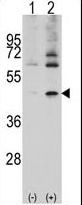 ACTB / Beta Actin Antibody - Western blot of ACTB/ACTC (arrow) using rabbit polyclonal ACTB/ACTC Antibody. 293 cell lysates (2 ug/lane) either nontransfected (Lane 1) or transiently transfected with the ACTB/ACTC gene (Lane 2) (Origene Technologies).