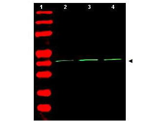 ACTB / Beta Actin Antibody - Western Blot of rabbit Anti-Beta Actin Antibody. Lane 1: molecular weight. Lane 2: human embryonic kidney 293. Lane 3: human lung carcinoma A549. Lane 4: mouse brain. Load: 35 µg per lane. Primary antibody: Beta Actin antibody at 1:1,500 for overnight at 4°C. Secondary antibody: rabbit secondary antibody at 1:10,000 for 45 min at RT. Block: 5% BLOTTO overnight at 4°C. Predicted/Observed size: ~42 kDa corresponding to beta Actin (arrowhead). Other band(s): none.