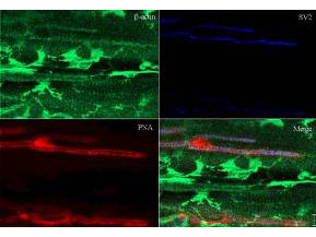 ACTB / Beta Actin Antibody - Immunohistochemistry of rabbit Anti-Beta Actin Antibody. Tissue: sections 4.2 mm thick of rana pipiens tissue. Fixation: formalin fixed paraffin embedded. Antigen retrieval: not required. Primary antibody: Beta Actin antibody at 1:200 for 1 h at RT. Secondary antibody: Peroxidase rabbit secondary antibody at 1:10,000 for 45 min at RT. Localization: Beta Actin is at the neuromuscular junction. Staining: Beta Actin as precipitated green signal with red and blue counterstain.