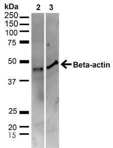 ACTB / Beta Actin Antibody - Western blot analysis of Human HeLa and HEK293T cell lysates showing detection of ~41.7kDa beta Actin protein using Rabbit Anti-beta Actin Polyclonal Antibody. Lane 1: MW Ladder. Lane 2: Human HeLa (20 µg). Lane 3: Human 293T (20 µg). Load: 20 µg. Block: 5% milk + TBST for 1 hour at RT. Primary Antibody: Rabbit Anti-beta Actin Polyclonal Antibody  at 1:1000 for 1 hour at RT. Secondary Antibody: Goat Anti-Rabbit: HRP at 1:2000 for 1 hour at RT. Color Development: TMB solution for 12 min at RT. Predicted/Observed Size: ~41.7kDa.