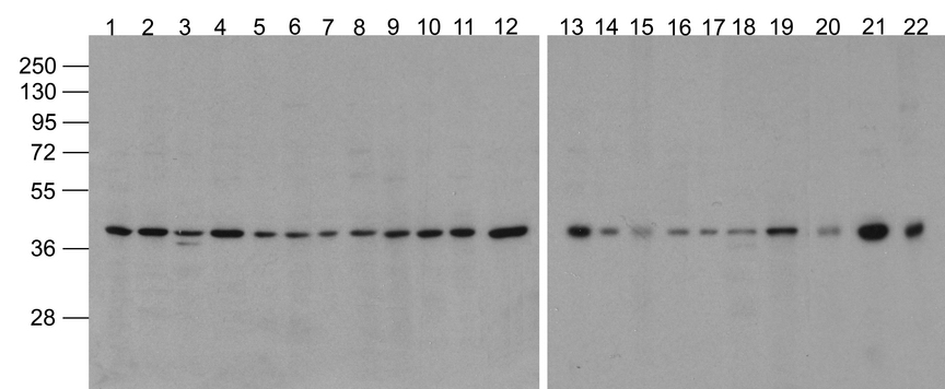 ACTB / Beta Actin Antibody - Western blot analysis of Actin in 293, A431, A549, Daudi, HeLa, HepG2, Jurkat, K562, MOLT4, 3T3, Raji, THP-1, mouse brain, rat brain, rabbit brain, mouse lung, rat lung, mouse liver, rat liver, rabbit spleen, chicken small intestine, and drosophila lysate with Biotin-Beta-Actin antibody at 1 ug/mL.