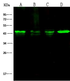 ACTB / Beta Actin Antibody - Anti-beta-Actin mouse monoclonal antibody at 1:2500 dilution. Lane A: HeLa Whole Cell Lysate. Lane B: Jurkat Whole Cell Lysate. Lane C: MCF7 Whole Cell Lysate. Lane D: A431 Whole Cell Lysate. Lysates/proteins at 30 ug per lane. Secondary: Goat Anti-Mouse IgG H&L (Dylight800) at 1/15000 dilution. Developed using the Odyssey technique. Performed under reducing conditions. Predicted band size: 43 kDa. Observed band size: 44 kDa.
