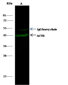 ACTB / Beta Actin Antibody - ACTB was immunoprecipitated using: Lane A: 0.5 mg Hela Whole Cell Lysate. 0.5 uL anti-ACTB mouse monoclonal antibody and 60 ug of Immunomagnetic beads Protein G. Primary antibody: Anti-ACTB mouse monoclonal antibody, at 1:100 dilution. Secondary antibody: Dylight 800-labeled antibody to Mouse IgG (H+L), at 1:7500 dilution. Developed using the odssey technique. Performed under reducing conditions. Predicted band size: 42 kDa. Observed band size: 42 kDa.