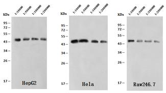 ACTB / Beta Actin Antibody - Anti-beta-Actin mouse monoclonal antibody at 1:10000, 1:50000, 1:100000, 1:200000 dilution. Lysates/proteins per lane: HepG2 (30 ug), Hela (5 ug), Raw246.7 (30 ug). Secondary: Rabbit Anti-Mouse IgG F(ab)2/HRP at 1/10000 dilution. Developed using the ECL technique. Performed under reducing conditions. Predicted band size: 43 kDa. Observed band size: 44 kDa.