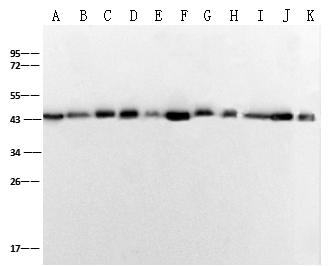 ACTB / Beta Actin Antibody - Anti-beta-Actin mouse monoclonal antibody at 1:2500 dilution. Lane A: HepG2 Whole Cell Lysate. Lane B: NIH3T3 Whole Cell Lysate. Lane C: RAW264.7 Whole Cell Lysate. Lane D: Mouse slpeen tissue lysate. Lane E: Mouse lung tissue lysate. Lane F: Mouse brain tissue lysate. Lane G: C6 whole cell lysate. Lane H: PC-12 whole cell lysate. Lane I: Rat liver tissue lysate. Lane J: Rat lung tissue lysate. Lane K: Rat brain tissue lysate. Lysates/proteins at 30 ug per lane. Secondary: HRP Conjugated Goat anti-Mouse IgG (H+L) , at 1:10000 dilution. Developed using the ECL technique. Performed under reducing conditions. Predicted band size: 43 kDa. Observed band size: 44 kDa.