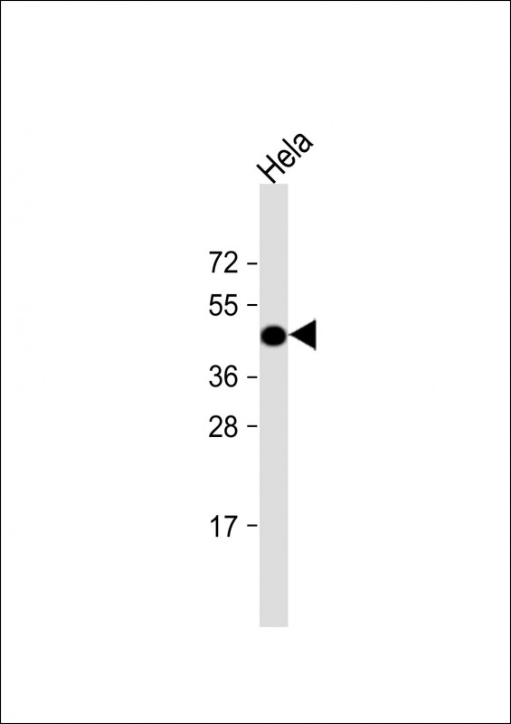 ACTB / Beta Actin Antibody - Anti-ACTB Antibody, HRP Conjugate at 1:2000 dilution + Hela whole cell lysate Lysates/proteins at 20 µg per lane. Predicted band size: 42 kDa Blocking/Dilution buffer: 5% NFDM/TBST.