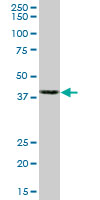 ACTB / Beta Actin Antibody - Western blot of ACTB expression in NIH/3T3.