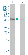 ACTB / Beta Actin Antibody - Western blot of ACTB expression in transfected 293T cell line by ACTB monoclonal antibody, clone 3G4-F9.