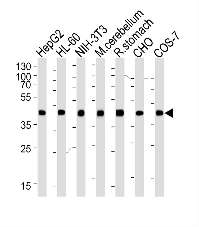 ACTB / Beta Actin Antibody - Western blot of lysates from HepG2, HL-60, mouse NIH/3T3 cell line, mouse cerebellum and rat stomach tissue lysate, CHO, COS-7 cell line lysate(from left to right), using Beta-actin Antibody. Antibody was diluted at 1:1000 at each lane. A goat anti-mouse IgG H&L (HRP) at 1:3000 dilution was used as the secondary antibody. Lysates at 35ug per lane.