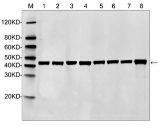 ACTB / Beta Actin Antibody - Western Blot analysis of MonoRabTM Beta-Actin Antibody, mAb, Rabbit with various immunoglobulins. Lane 1: 10µg Hela cell Lysate Lane 2: 10µg CHO cell Lysate Lane 3: 10µg HepG2 cell Lysate Lane 4: 10µg HEK293 cell Lysate Lane 5: 10µg Romas cell Lysate Lane 6: 10µg SP20 cell Lysate Lane 7: 10µg Rat Liver tissue lysate Lane 8: 10µg Mouse spleen tissue lysate Primary Antibody: MonoRabTM Beta-Actin Antibody, mAb, Rabbit (0.2µg/ml) Secondary Antibody: Goat anti-Rabbit IgG (H&L) [IRDye800] (Licor,926-32211)((0.125µg)