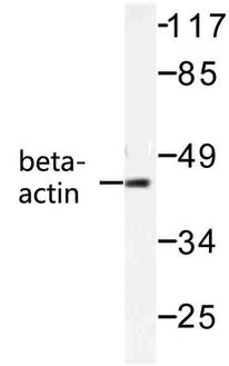 ACTB / Beta Actin Antibody - Western blot of -Actin antibody in extracts from HeLa cells.