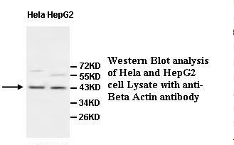 ACTB / Beta Actin Antibody