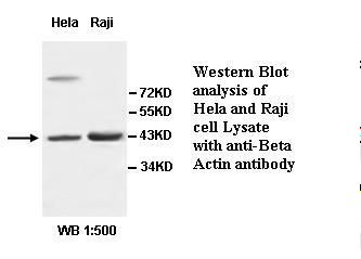 ACTB / Beta Actin Antibody