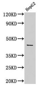 ACTB / Beta Actin Antibody - Western blot All lanes: ACTB antibody at 5µg/ml + Mouse spleen tissue Secondary Goat polyclonal to rabbit IgG at 1/10000 dilution Predicted band size: 42 kDa Observed band size: 42 kDa