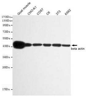 ACTB / Beta Actin Antibody - Western blot detection of beta actin in C6, 3T3, COS7, CHO-k1, K562 and Goat muscle cell lysates using beta actin mouse monoclonal antibody (1:10000 dilution). Predicted band size: 45KDa. Observed band size:45KDa.