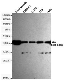 ACTB / Beta Actin Antibody - Western blot detection of beta actin in HeLa, 3T3, COS7, CHO-k1 and Goat muscle cell lysates using beta actin mouse monoclonal antibody (1:1500 dilution). Predicted band size: 45KDa. Observed band size:45KDa.