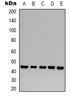 ACTB / Beta Actin Antibody - Western blot analysis of Beta-actin expression in 293T (A); HeLa (B); mouse kidney (C); rat heart (D); rat brain (E) whole cell lysates.