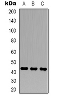 ACTB / Beta Actin Antibody - Western blot analysis of Beta-actin expression in Nicotiana tabacum leaf (A); Oryza sativa seed (B); Hordeum vulgare seed (C) whole cell lysates.
