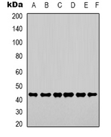 ACTB / Beta Actin Antibody - Western blot analysis of Beta-actin expression in HepG2 (A); 293T (B); mouse kidney (C); rat liver (D); rabbit testis (E); sheep lung (F) whole cell lysates.
