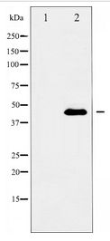 ACTB / Beta Actin Antibody - Western blot of Beta actin expression in HeLa whole cell lysates,The lane on the left is treated with the antigen-specific peptide.