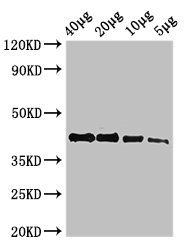 ACTB / Beta Actin Antibody - Western Blot Positive WB detected in:Zebrafish tissue 40 ug, 20 ug, 10 ug, 5 ug All Lanes:actba antibody at 2.7µg/ml Secondary Goat polyclonal to rabbit IgG at 1/50000 dilution Predicted band size: 42 KDa Observed band size: 42 KDa