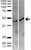 ACTB / Beta Actin Antibody - Detection of beta-actin in HeLa cell lysate (left) and 293T cell lysate (right) with Beta-Actin Polyclonal Antibody at 1ug/ml.