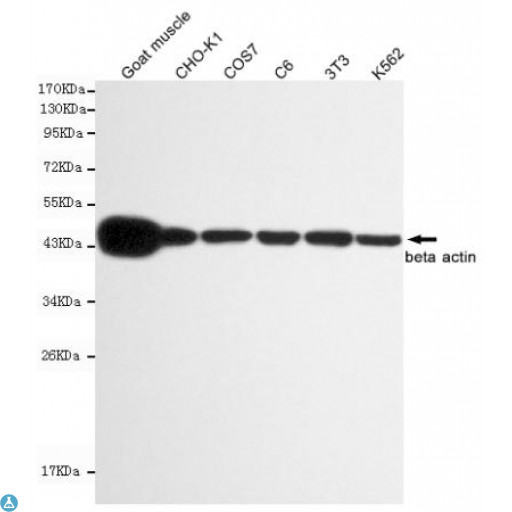 ACTB / Beta Actin Antibody - Western blot detection of beta actin in C6, 3T3, COS7, CHO-k1, K562 and Goat muscle cell lysates using beta actin mouse mAb (1:10000 diluted). Predicted band size: 45KDa. Observed band size: 45KDa.