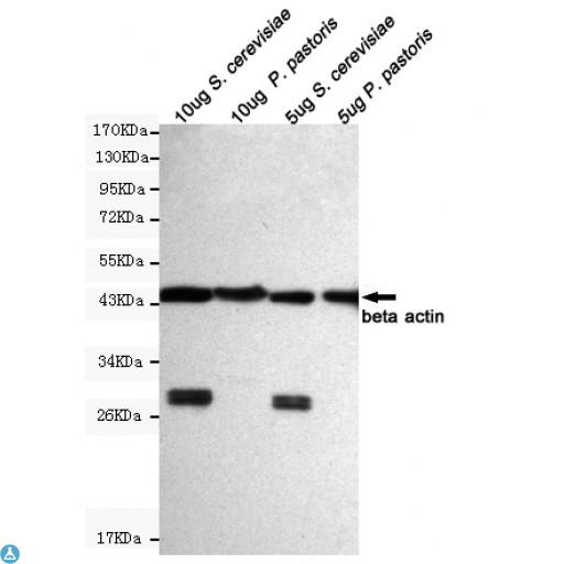 ACTB / Beta Actin Antibody - Western blot detection of beta actin in 5ug & 10ug S. cerevisiae and 5ug & 10ug P. pastoris cell lysates using beta actin mouse mAb (1:5000 diluted). Predicted band size: 45KDa. Observed band size: 45KDa.