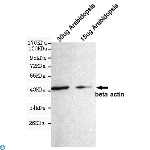 ACTB / Beta Actin Antibody - Western blot detection of beta actin in 15ug Arabidopsis and 30ug Arabidopsis cell lysates using beta actin mouse mAb (1:1000 diluted). Predicted band size: 45KDa.Observed band size: 45KDa.