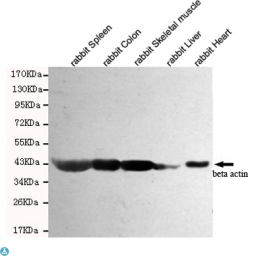 ACTB / Beta Actin Antibody - Western blot detection of beta actin in Rabbit Spleen,Rabbit Colon,Rabbit Skeletal muscle,Rabbit Liver and Rabbit Heart cell lysates using beta actin mouse mAb (1:5000 diluted). Predicted band size: 45KDa.Observed band size: 45KDa.