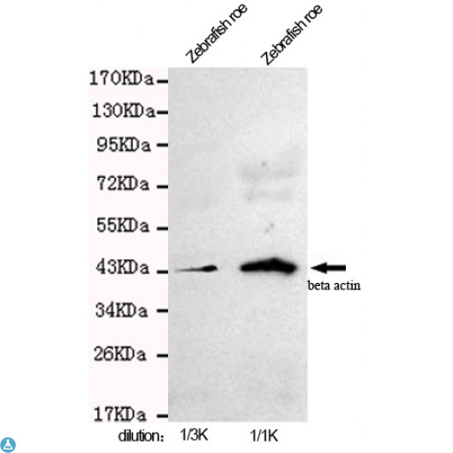 ACTB / Beta Actin Antibody - Western blot detection of beta actin in zebrafish roe cell lysates using beta actin mouse mAb (1:1000-1:3000 diluted). Predicted band size: 45KDa.Observed band size: 45KDa.