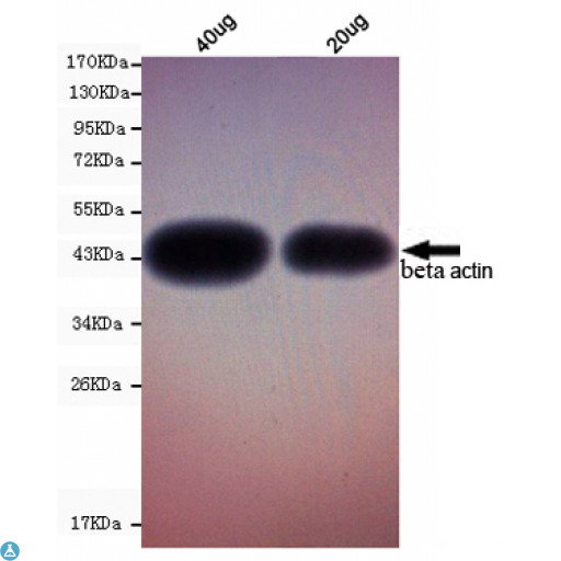 ACTB / Beta Actin Antibody - Western blot detection of beta actin in 20ug & 40ug Fruit fly (Drosophila melanogaster) cell lysates using beta actin mouse mAb (1:3000 diluted). Predicted band size: 45KDa.Observed band size: 45KDa.
