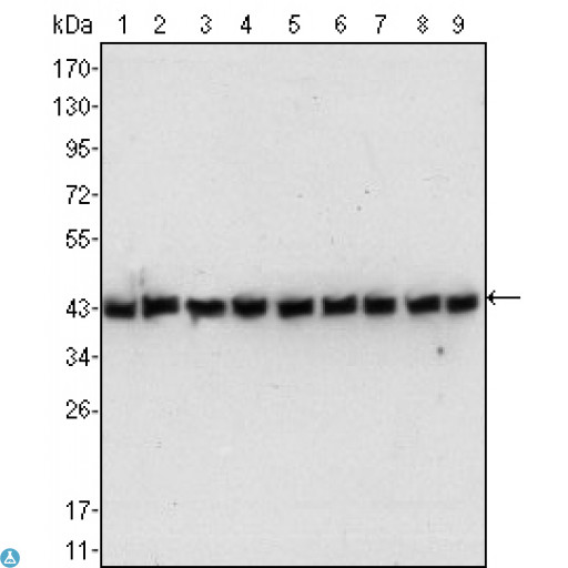 ACTB / Beta Actin Antibody - Western Blot (WB) analysis using Actin beta Monoclonal Antibody against NIH/3T3 (1), Jurkat (2), HeLa (3), CHO (4), PC12 (5), HEK293 (6), COS (7), A549 (8) and MCF-7 (9) cell lysate.