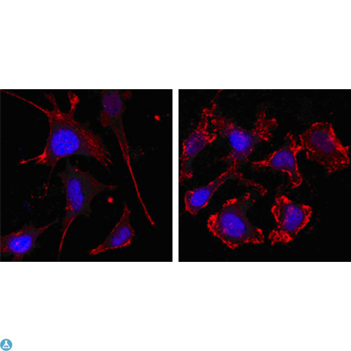ACTB / Beta Actin Antibody - Confocal Immunofluorescence (IF) analysis of SKBR-3 (left) and A549 (right) cells using Actin beta Monoclonal Antibody (red, the secondary Ab is Cy3-Goat anti Mouse IgG). Blue: DRAQ5 fluorescent DNA dye.