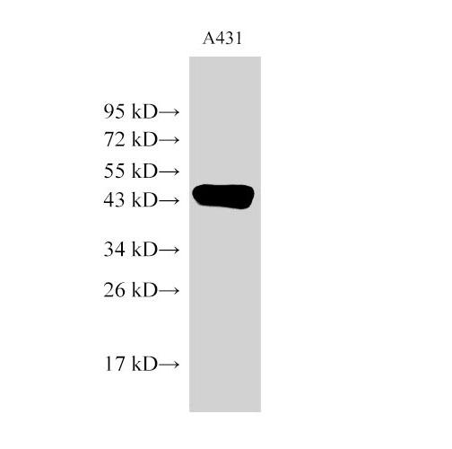ACTB / Beta Actin Antibody - Western Blot analysis of A431 cells using beta actin Polyclonal Antibody at dilution of 1:2000.