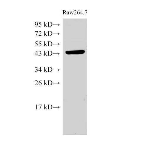 ACTB / Beta Actin Antibody - Western Blot analysis of RAW264.7 cells using beta actin Polyclonal Antibody at dilution of 1:2000.