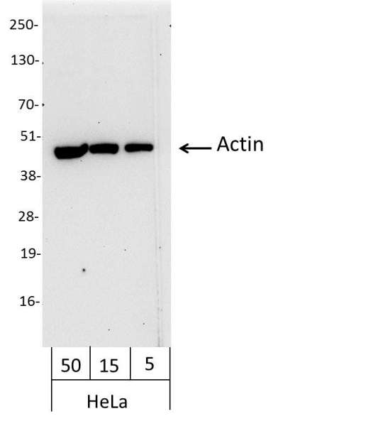 ACTB / Beta Actin Antibody - Detection of Human Actin by Western Blot. Samples: Whole cell lysate from HeLa (50, 15, and 5 ug). Antibody: Affinity purified, biotin-conjugated, rabbit anti-Actin antibody used at 0.07 ug/ml. Detection: Streptavidin-HRP and chemiluminescence with an exposure time of 30 seconds. This image was taken for the unconjugated form of this product. Other forms have not been tested.