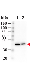 ACTB / Beta Actin Antibody - Western Blot of Mouse anti-N-Term Beta Actin Monoclonal Antibody. Lane 1: HeLa Whole Cell Lysate. Lane 2: NIH/3T3 Whole Cell Lysate. Load: 10 µg per lane. Primary antibody: N-Term Beta Actin Monoclonal Antibody at 1.13 ug/mL overnight at 4°C. Secondary antibody: HRP mouse secondary antibody at 1:40,000 for 30 min at RT. Block: MB-070 for 30 min at RT. Predicted/Observed size: 42 kDa, 42 kDa for N-Term Beta Actin. Other band(s): None.
