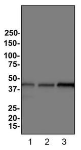 ACTB / Beta Actin Antibody - Western Blot: Beta Actin Antibody (8H10D10) - Analysis of Beta Actin expression in 1) HeLa 2) HepG2 and 3) Cos7 whole cell lysates.