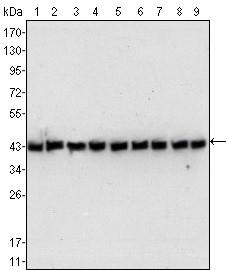 ACTB / Beta Actin Antibody - Western Blot: Beta Actin Antibody (8H10D10) - Western blot analysis using anti-Beta Actin mAb against NIH/3T3 (1), Jurkat (2), HeLa (3), CHO (4), PC12 (5), HEK293 (6), COS (7), A549 (8) and MCF-7 (9) cell lysates.