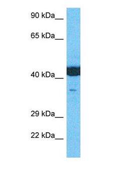 ACTB / Beta Actin Antibody - Western blot of ACTB Antibody with human 721_B Whole Cell lysate.  This image was taken for the unconjugated form of this product. Other forms have not been tested.